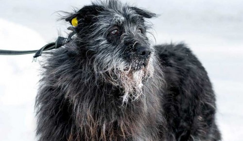 Юные жители столицы выберут имена для трех собак из приюта «Биозона»