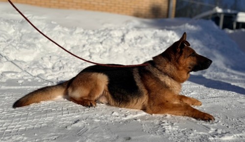 Очаровательный Кай из ЦКС УВД по ЮЗАО ищет дом