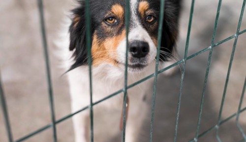 Пятиклассники школы №1368 посетили приют для собак «Щербинка»