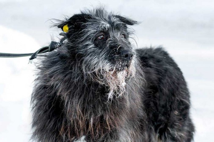 Юные жители столицы выберут имена для трех собак из приюта «Биозона»