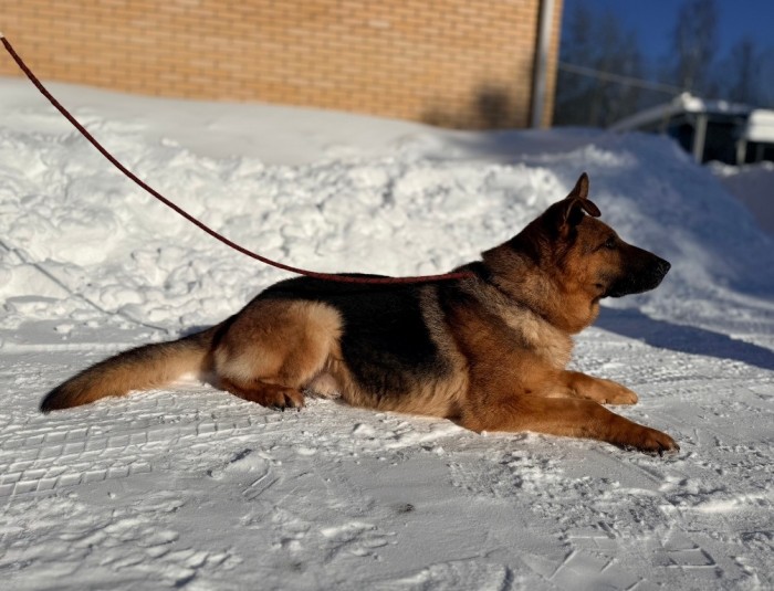 Очаровательный Кай из ЦКС УВД по ЮЗАО ищет дом