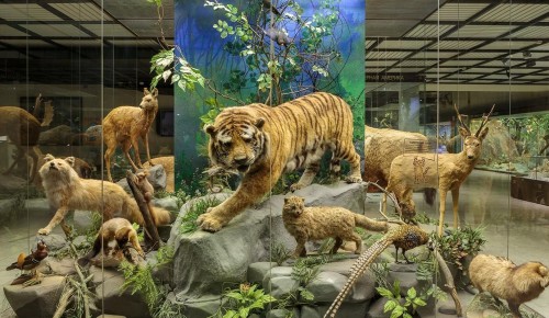 Две новые выставки откроются в Дарвиновском музее 3 марта