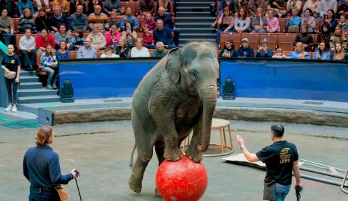 В Большом московском цирке 2 апреля пройдет открытая репетиция