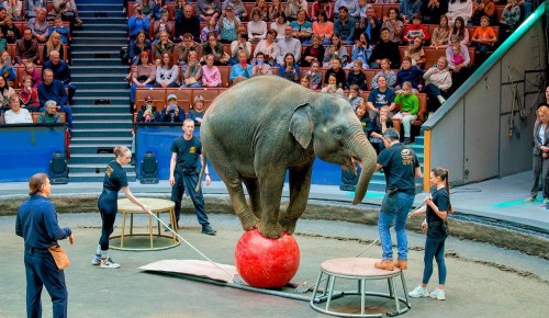 Большой московский цирк раскроет тайны закулисья на открытой репетиции 2 апреля
