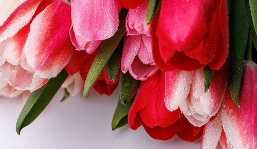 Онлайн-выставку «Дарите женщинам цветы» открыл Главархив к 8 Марта