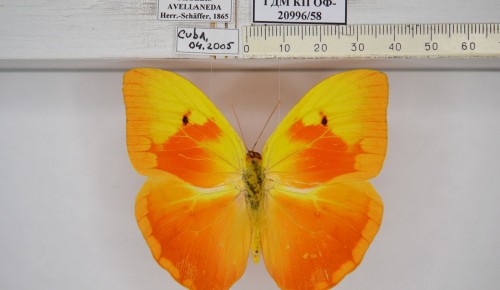 Коллекция Дарвиновского музея пополнилась уникальной бабочкой из Латинской Америки