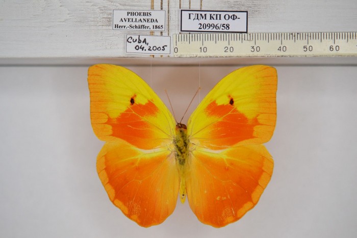 Дарвиновский музей получил более 8,5 тыс. новых экспонатов в 2025 году