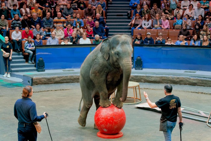 В Большом московском цирке 2 апреля пройдет открытая репетиция