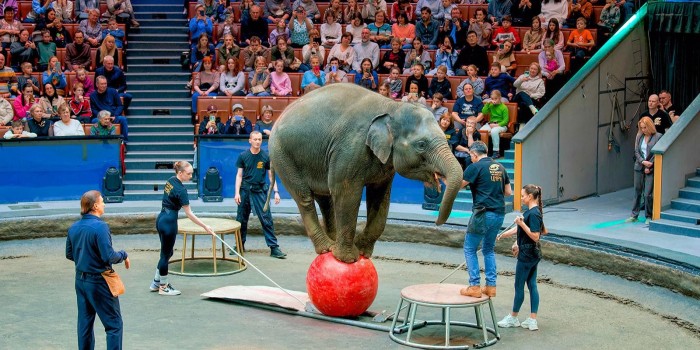 Большой московский цирк раскроет тайны закулисья на открытой репетиции 2 апреля
