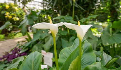 Оранжерея Дарвиновского музея борется за звание самой живописной в столице