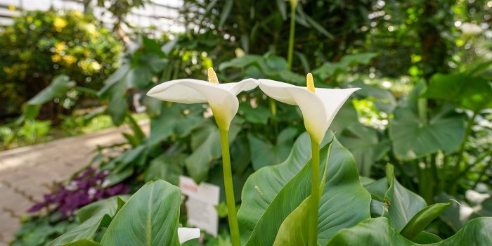 Оранжерея Дарвиновского музея борется за звание самой живописной в столице