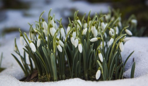 В экоцентре «Битцевский лес» 25 марта расскажут о первоцветах