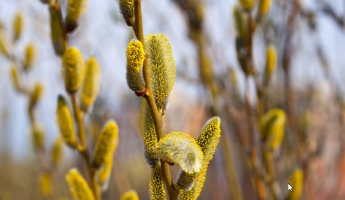 Фольклорную программу «Верба, верба, вербочка» проведут в Ясеневе 2 апреля