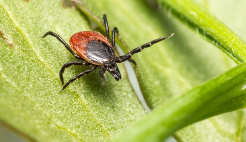 Жители Гагаринского района смогут посетить лекцию «Осторожно — клещи!» 2 апреля