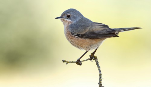 В Дарвиновском музее отметят Международный день птиц