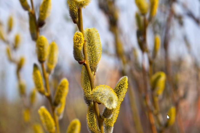 Фольклорную программу «Верба, верба, вербочка» проведут в Ясеневе 2 апреля