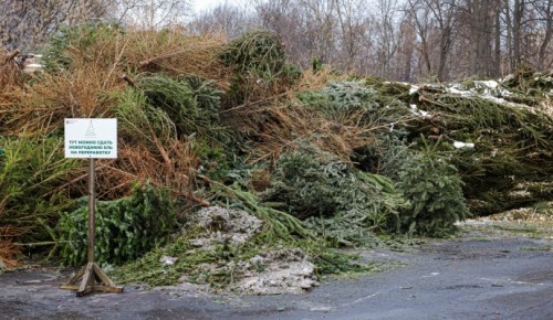 "Елочный круговорот": где в ЮЗАО сдать на переработку новогоднее дерево