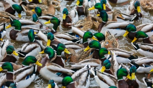 "Утиная перепись": на водоемах ЮЗАО посчитают зимующих птиц