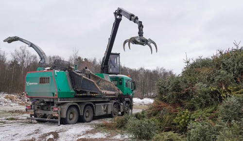 Пункт приема новогодних деревьев в Теплом Стане наполовину занят сданными елями