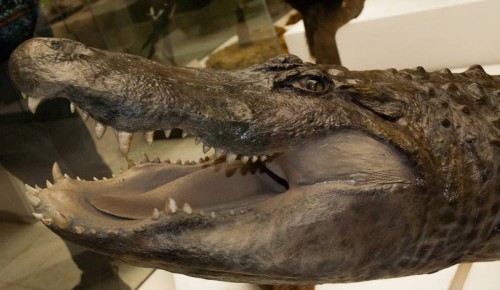 В Дарвиновском музее отметили праздник одного аллигатора