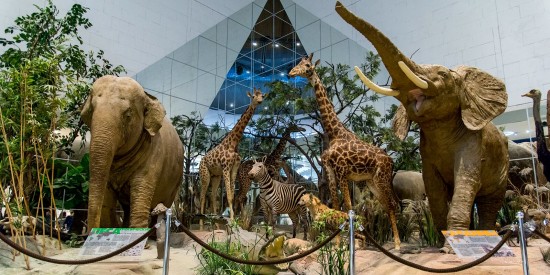 Школьники могут бесплатно посетить Дарвиновский музей