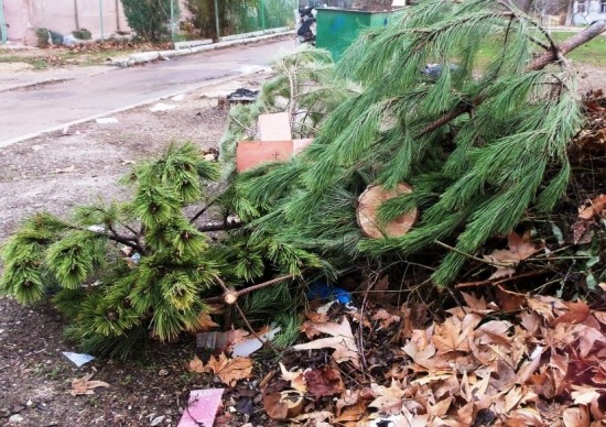 Пункты утилизации новогодних елок будут открыты в Академическом районе до конца февраля