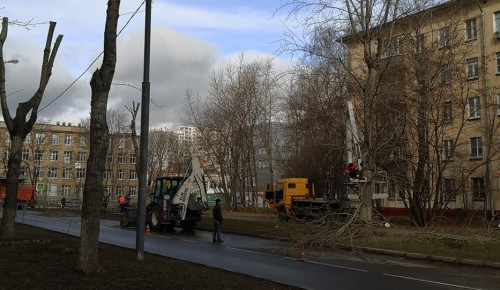 В Академическом районе произвели очистку деревьев от сухих и надломанных ветвей