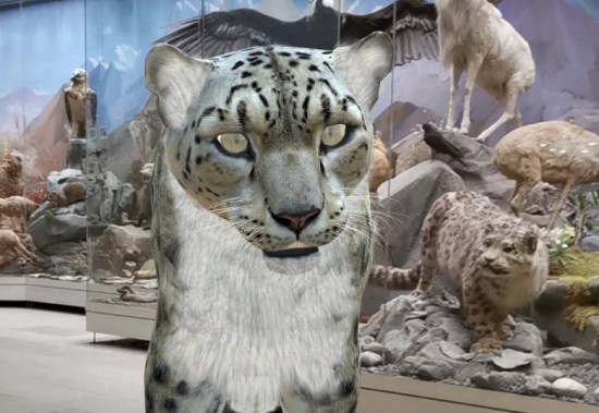 Оживший снежный барс ждет посетителей Дарвиновского музея на выставке «Территория ирбиса»
