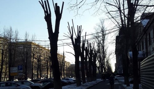 Упавшее дерево убрали с придомовой территории на улице Ивана Бабушкина