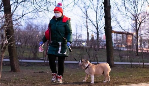 Волонтеры Москвы ежедневно выгуливают 120 собак московских пенсионеров 
