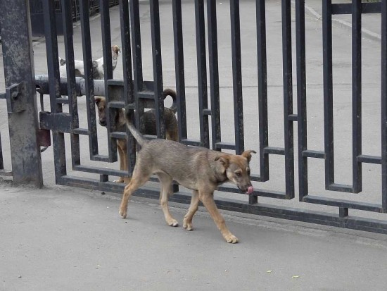 Собянин рассказал о возобновлении работы волонтеров с бездомными животными
