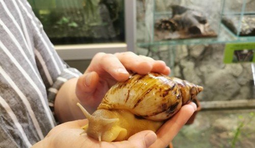 Новыми обитателями инсектария Дарвиновского музея стали гигантские улитки ахатины