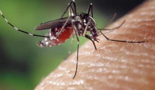Москвичам рекомендовали защищаться от комаров чесноком