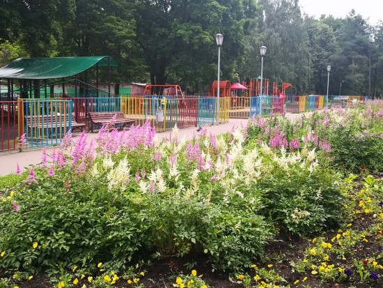 Многолетние цветы украсили газоны в сквере на улице Винокурова