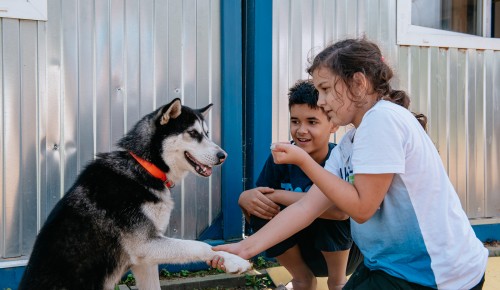 Собаки помогают оказывать психологическую помощь детям и подросткам с инвалидностью 