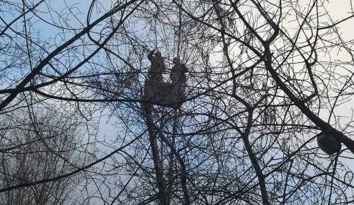 Кронирование деревьев проведут в Академическом районе с целью борьбы с тополиной молью