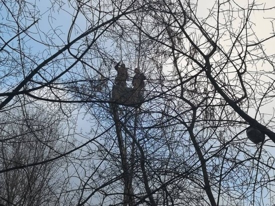 Кронирование деревьев проведут в Академическом районе с целью борьбы с тополиной молью