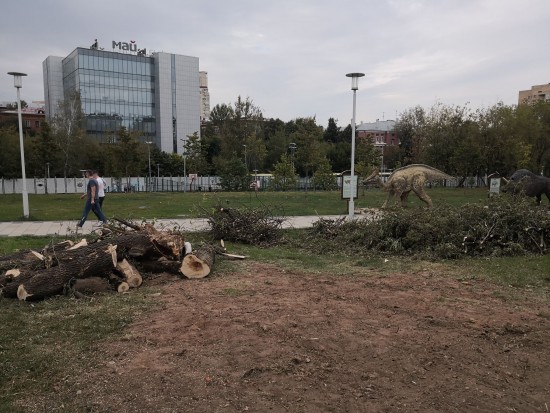Сухие деревья удалили с территории парка «Академический»