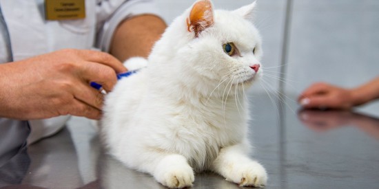 Депутат МГД Козлов: Прививка от бешенства нужна даже не покидающим жилье домашним кошкам