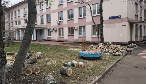 В Академическом районе убрали сухие деревья с территории детской поликлиники № 69