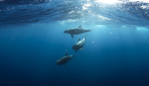 Ученые института океанологии им. П.П. Ширшова рассказали о результатах изучения дельфинов Черного моря