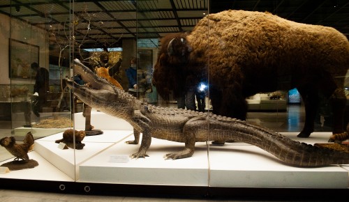 В Дарвиновском музее отметили праздник аллигатора Сатурна 