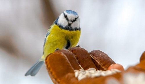 Этой зимой в ЮЗАО пересчитали виды птиц