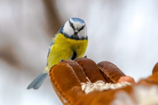 Этой зимой в ЮЗАО пересчитали виды птиц
