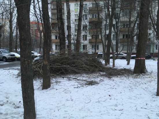 Специалисты «Жилищника» провели санитарную обрезку деревьев на улице Архитектора Власова