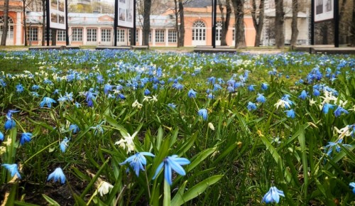 В режиме онлайн в Воронцовском парке отпразднуют Первомай