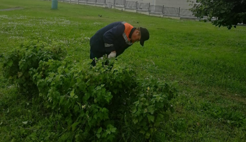 Специалисты ЖКХ из Черемушек провели санитарную обрезку кустов