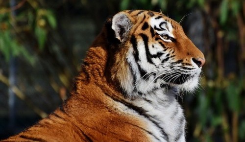 Для воспитанников «Хорошего настроения» подготовили новое онлайн-занятие по лепке «Портрет тигра»