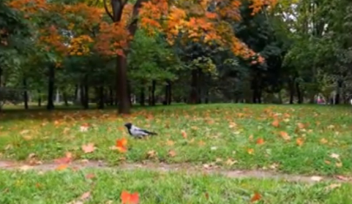 Онлайн-флешмоб «Осенний калейдоскоп» по фотографии проходит в центре «Лидер»