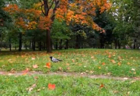 Онлайн-флешмоб «Осенний калейдоскоп» по фотографии проходит в центре «Лидер»